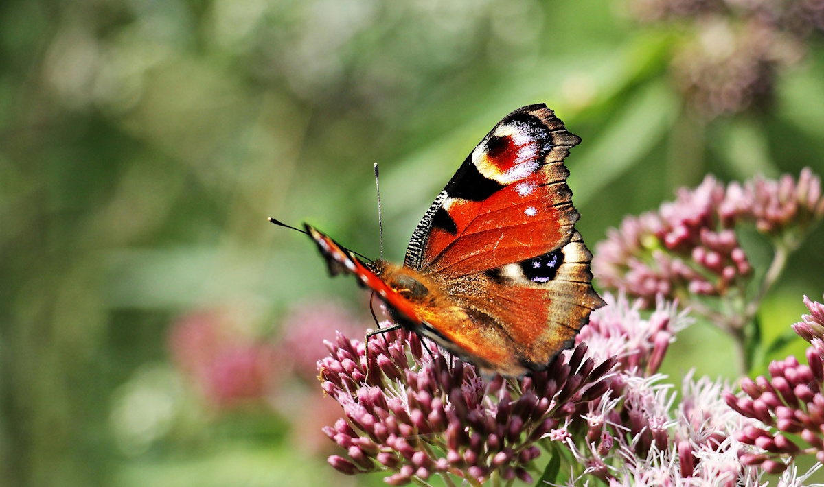 Revolutionize Your Document Review Process with GoSubmit